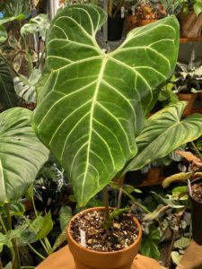 Anthurium regale 皇火鶴