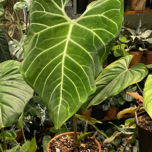 帝王火鶴（Anthurium regale）— 植仔 Plantjai 香港觀葉植物