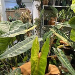 Philodendron 'Pink Princess' 粉公主蔓綠絨（Philodendron 'Pink Princess'）— 植仔 Plantjai 香港觀葉植物