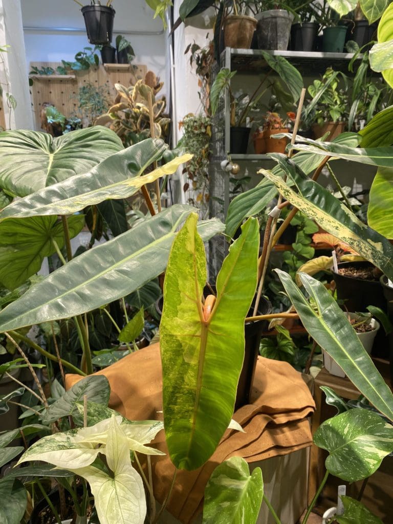 橙柄錦蔓綠絨