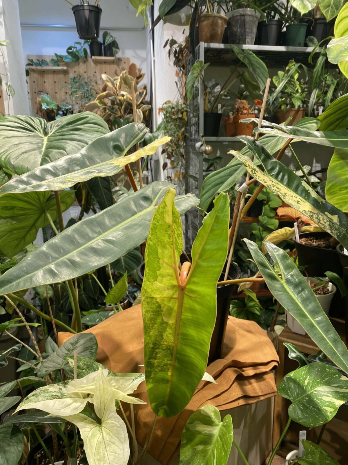 Philodendron billietiae variegata 橙柄錦蔓綠絨 Philodendron billietiae variegata 橙柄錦蔓綠絨 — 植仔 Plantjai 香港觀葉植物