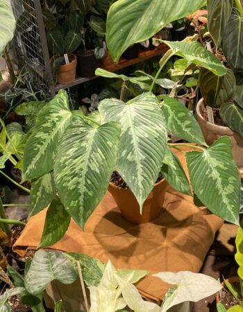 電光落檐 — 植仔 Plantjai 香港觀葉植物