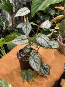 Philodendron brandtianum - Image 2