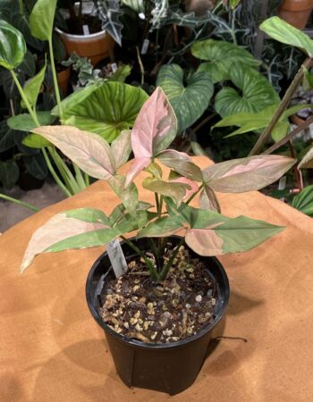 炒雞蛋合果芋 — 植仔 Plantjai 香港觀葉植物