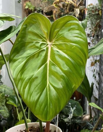 橙柄錦蔓綠絨 — 植仔 Plantjai 香港觀葉植物
