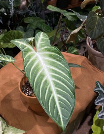 乳脈千年芋 — 植仔 Plantjai 香港觀葉植物