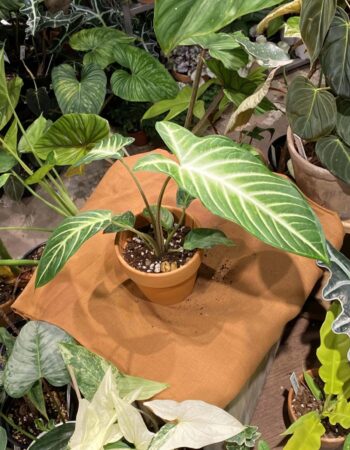 乳脈千年芋 — 植仔 Plantjai 香港觀葉植物