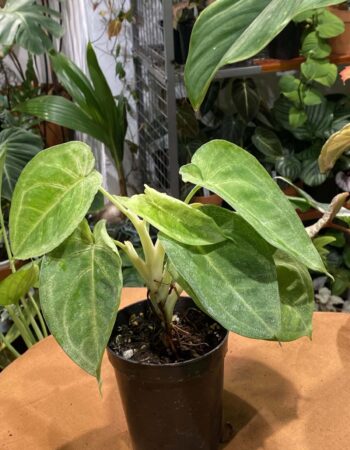 炒雞蛋合果芋 — 植仔 Plantjai 香港觀葉植物