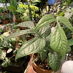 Amydrium medium 'Spider' 蛛網雷公蓮（Amydrium medium 'Spider'）— 植仔 Plantjai 香港觀葉植物