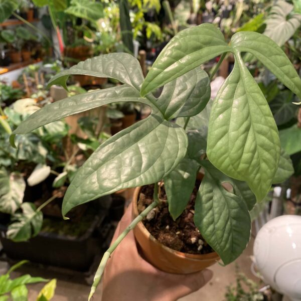 藍網紋雷公蓮