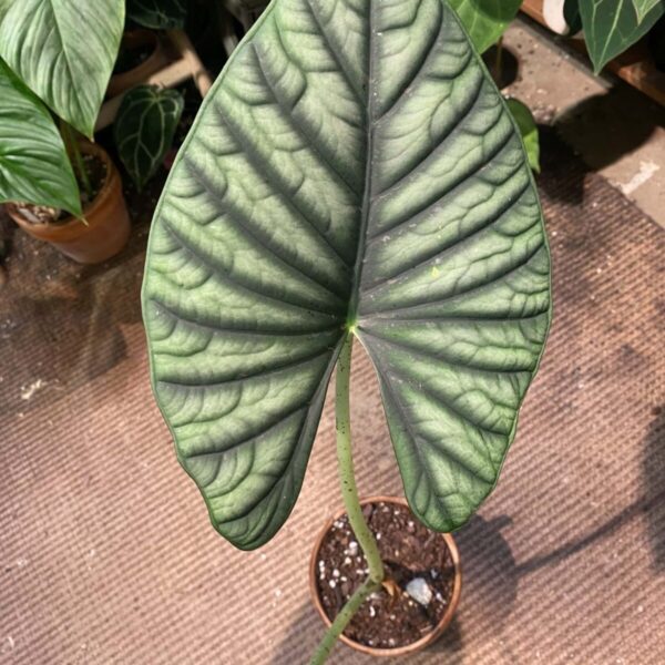 星雲海芋（Alocasia nebula）— 植仔 Plantjai 香港觀葉植物