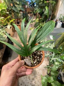 Anthurium Cutucuense - Image 2