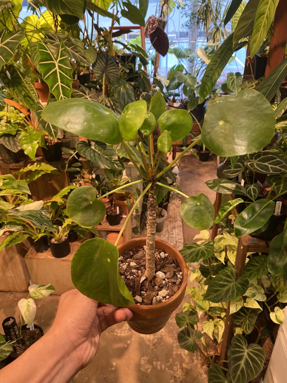 Chinese Money Plant 鏡面草