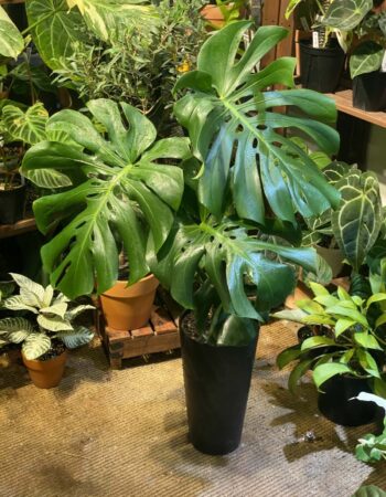 史丹利錦龜背竹 — 植仔 Plantjai 香港觀葉植物