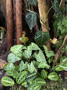 Syngonium podophyllum 'Batik' 巴迪布紋合果芋