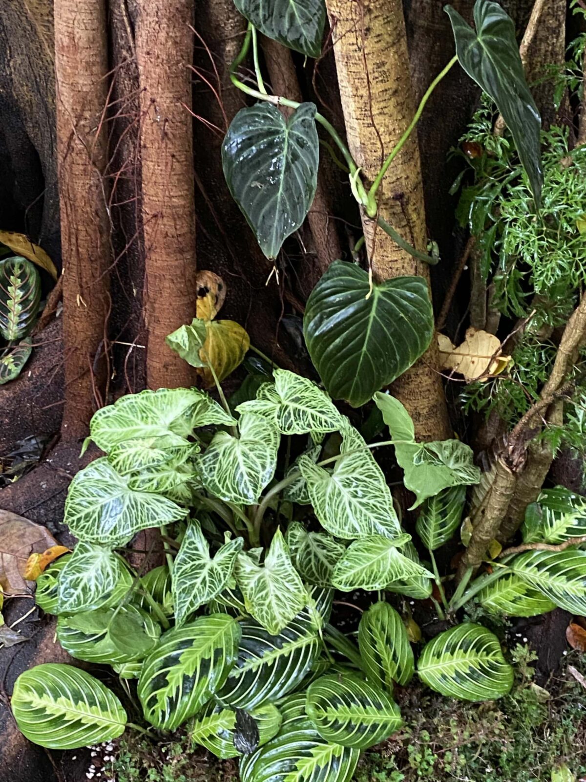 Syngonium podophyllum 'Batik' 巴迪布紋合果芋 Syngonium podophyllum 'Batik' 巴迪布紋合果芋 — 植仔 Plantjai 香港觀葉植物