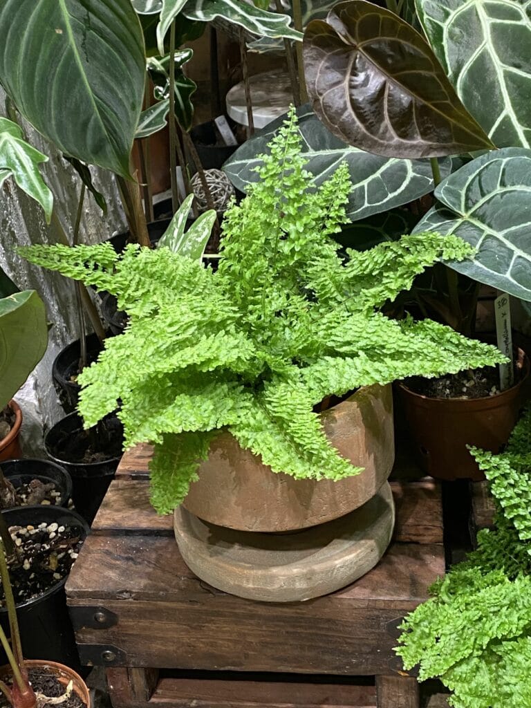 棉花糖蕨