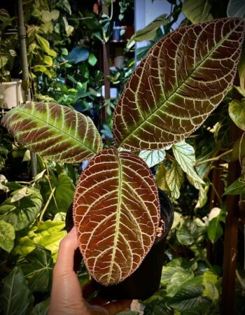 走馬胎（Ardisia gigantifolia）— 植仔 Plantjai 香港觀葉植物