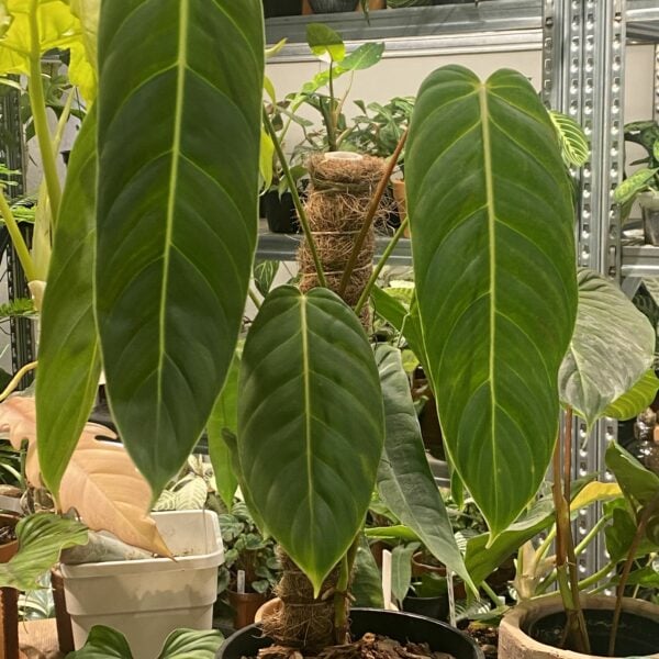 Philodendron Esmeraldense PE蔓綠絨 — 植仔 Plantjai 香港觀葉植物