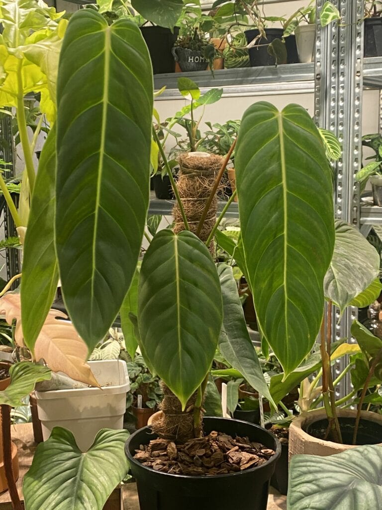 PE蔓綠絨(Philodendron esmeraldense)學名待確認
