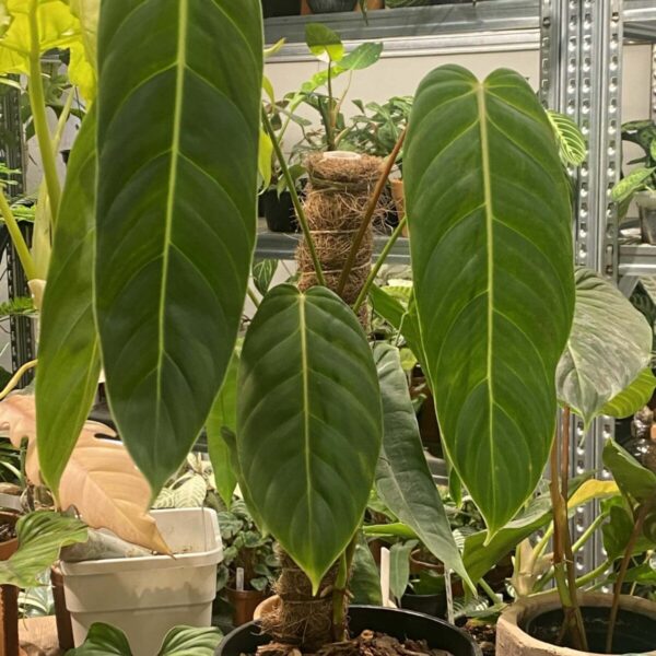PE蔓綠絨（商品標示 Philodendron esmeraldense）