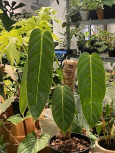 Philodendron Esmeraldense PE蔓綠絨：圖片 3