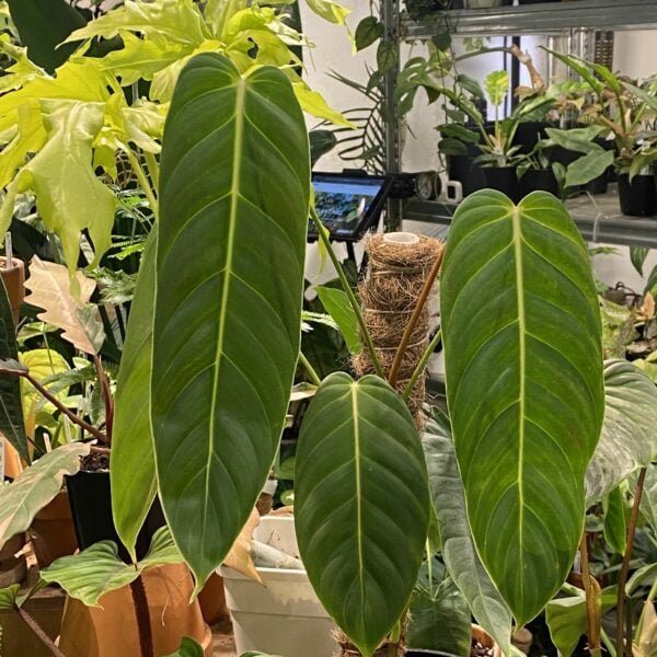 Philodendron Esmeraldense PE蔓綠絨（Philodendron Esmeraldense PE）— 植仔 Plantjai 香港觀葉植物