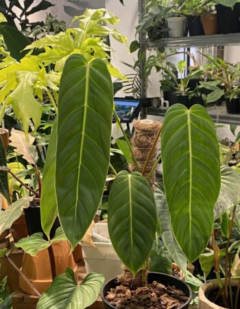 橙柄錦蔓綠絨 — 植仔 Plantjai 香港觀葉植物