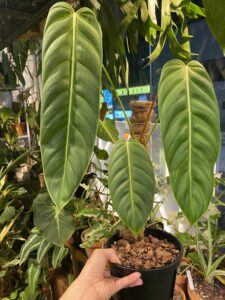 Philodendron Esmeraldense PE蔓綠絨：圖片 4