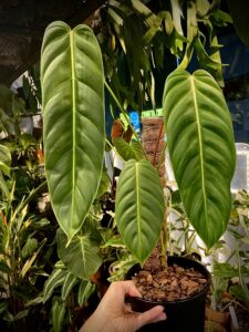 Philodendron Esmeraldense PE蔓綠絨：圖片 5