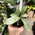 Calathea musaica 馬賽克竹芋（Calathea musaica）— 植仔 Plantjai 香港觀葉植物