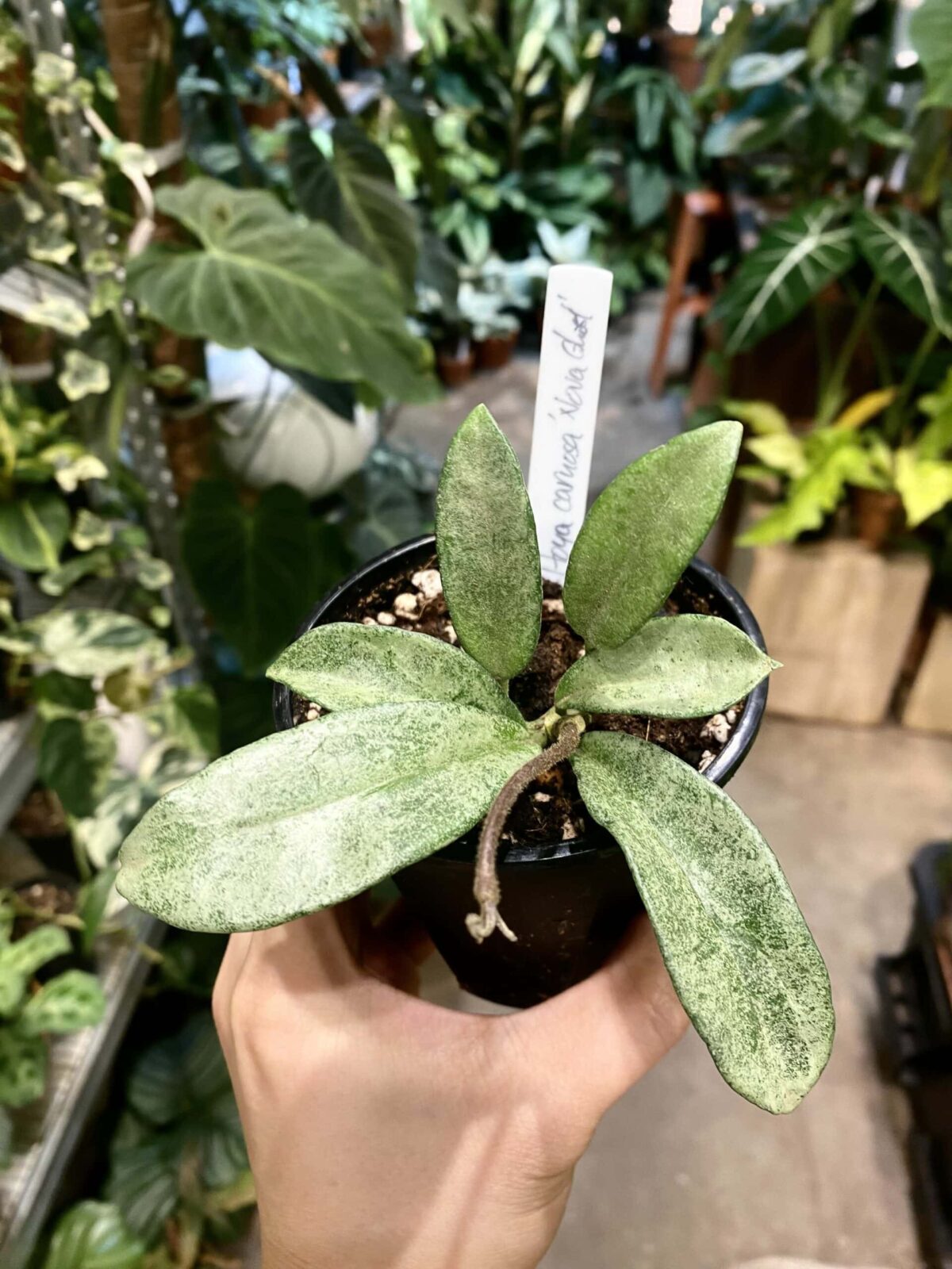 Hoya Carnosa Nova Ghost 新灰鬼毬蘭/雪花鬼毬蘭