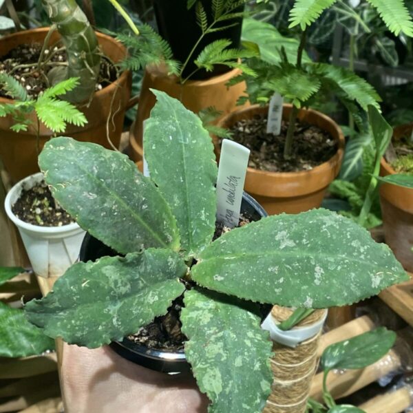 Hoya undulata