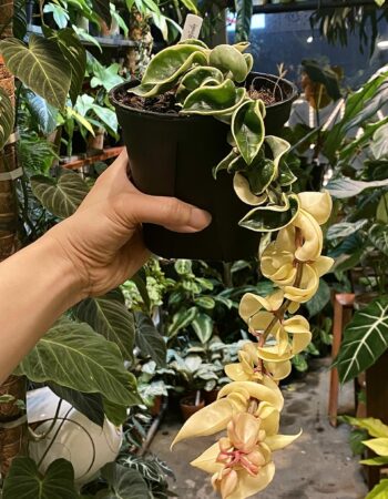 Hoya collina biakensis 比亞克毬蘭（Hoya collina biakensis）— 植仔 Plantjai 香港觀葉植物