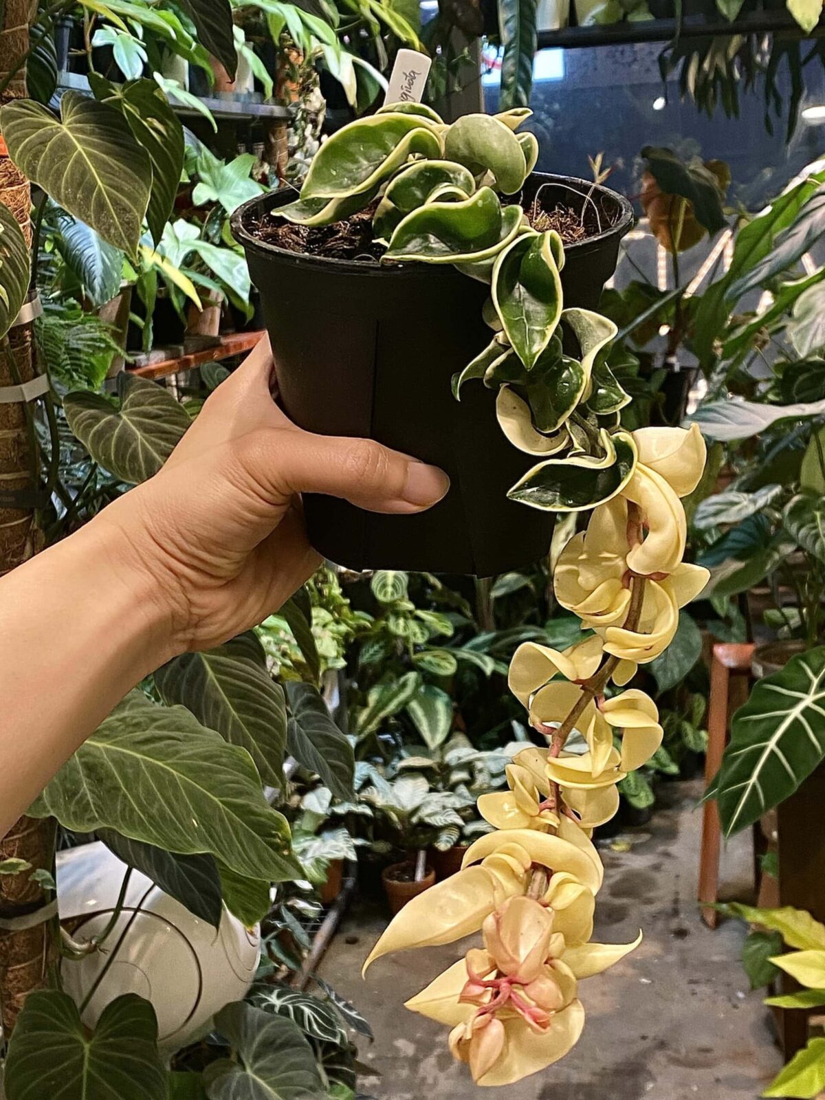 Hoya compacta albomarginata 捲葉外錦毬蘭