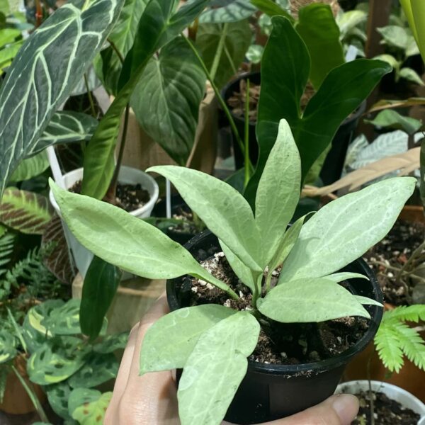 Hoya nicholsoniae