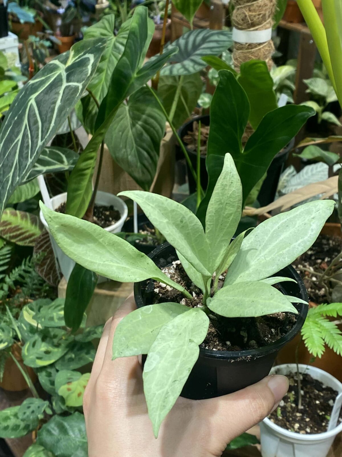 Hoya nicholsoniae new guinea ghost 新幾內亞鬼毬蘭