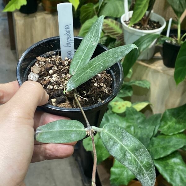 Hoya hypolasia 毛葉毬蘭 — 植仔 Plantjai 香港觀葉植物