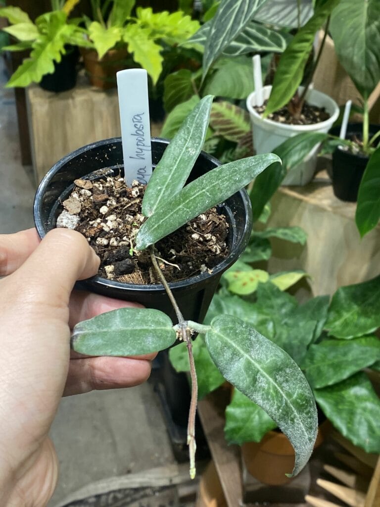 毛葉毬蘭(*Hoya hypolasia*)學名待確認