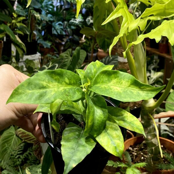 Hoya multiflora variegata