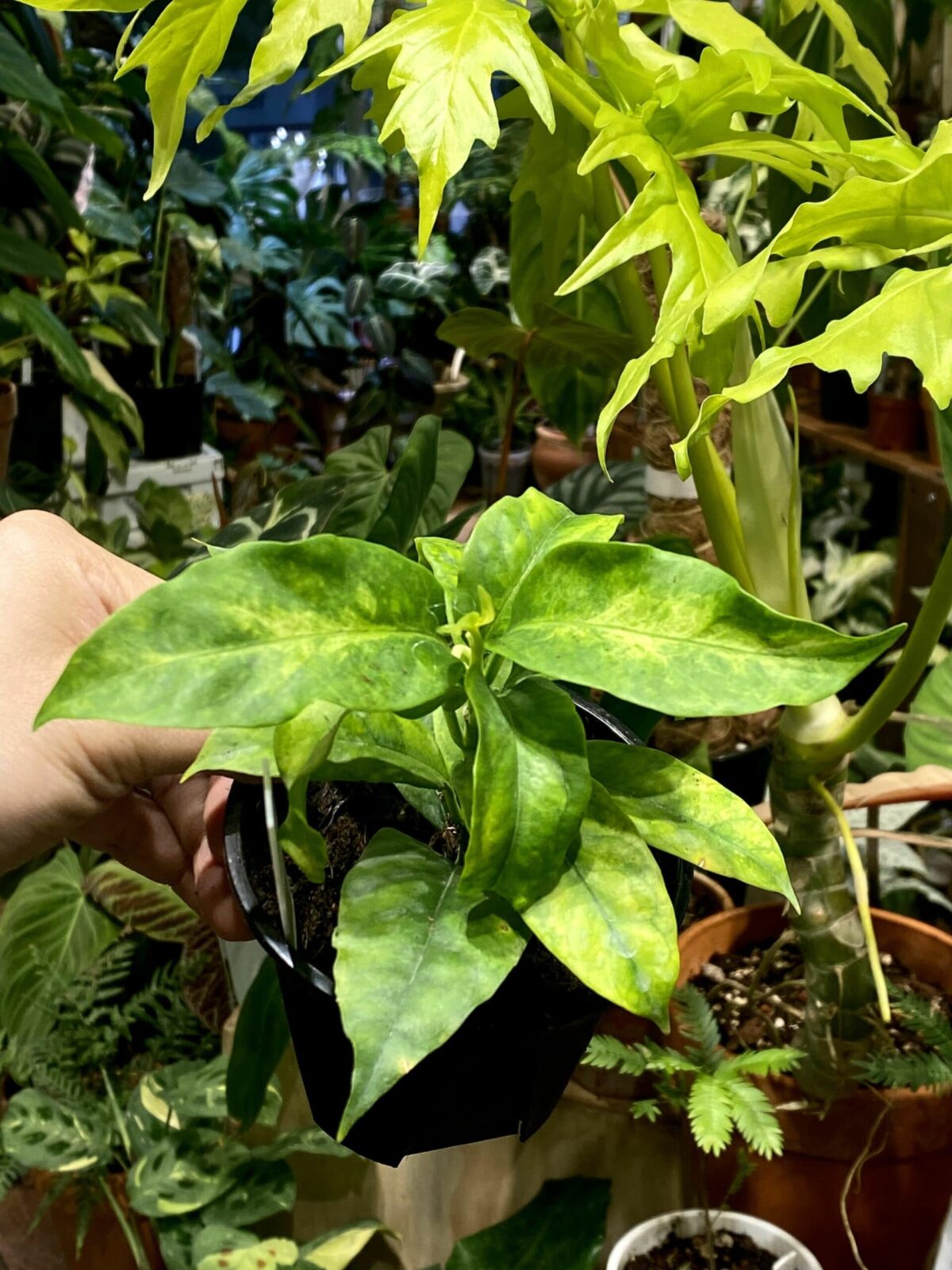 Hoya multiflora variegata 流星內錦毬蘭