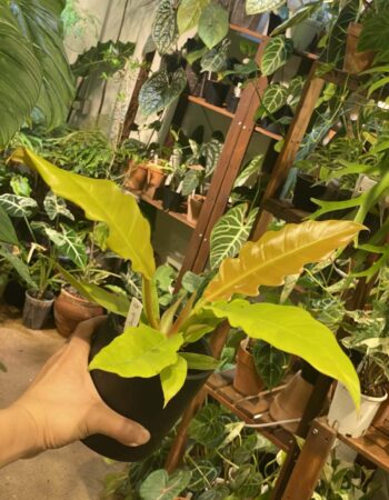 橙柄錦蔓綠絨 — 植仔 Plantjai 香港觀葉植物