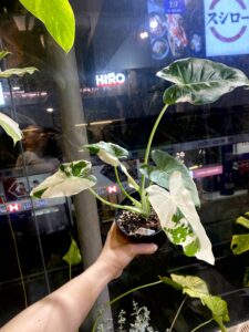 Alocasia odora 'Okinawa Silver' 沖繩銀海芋