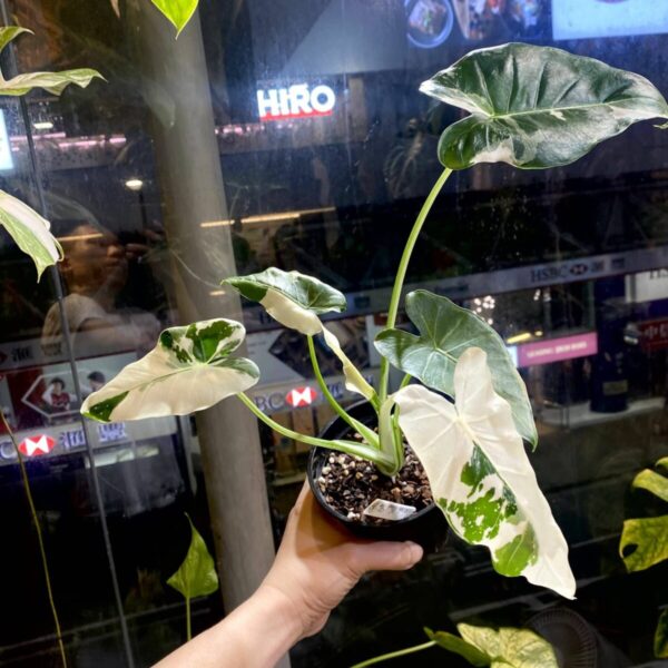 沖繩銀海芋 — 植仔 Plantjai 香港觀葉植物