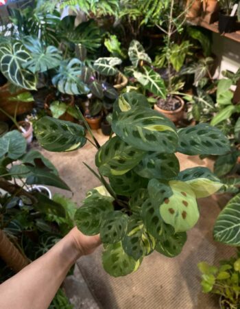 半水培竹芋（Calathea）— 植仔 Plantjai 香港觀葉植物
