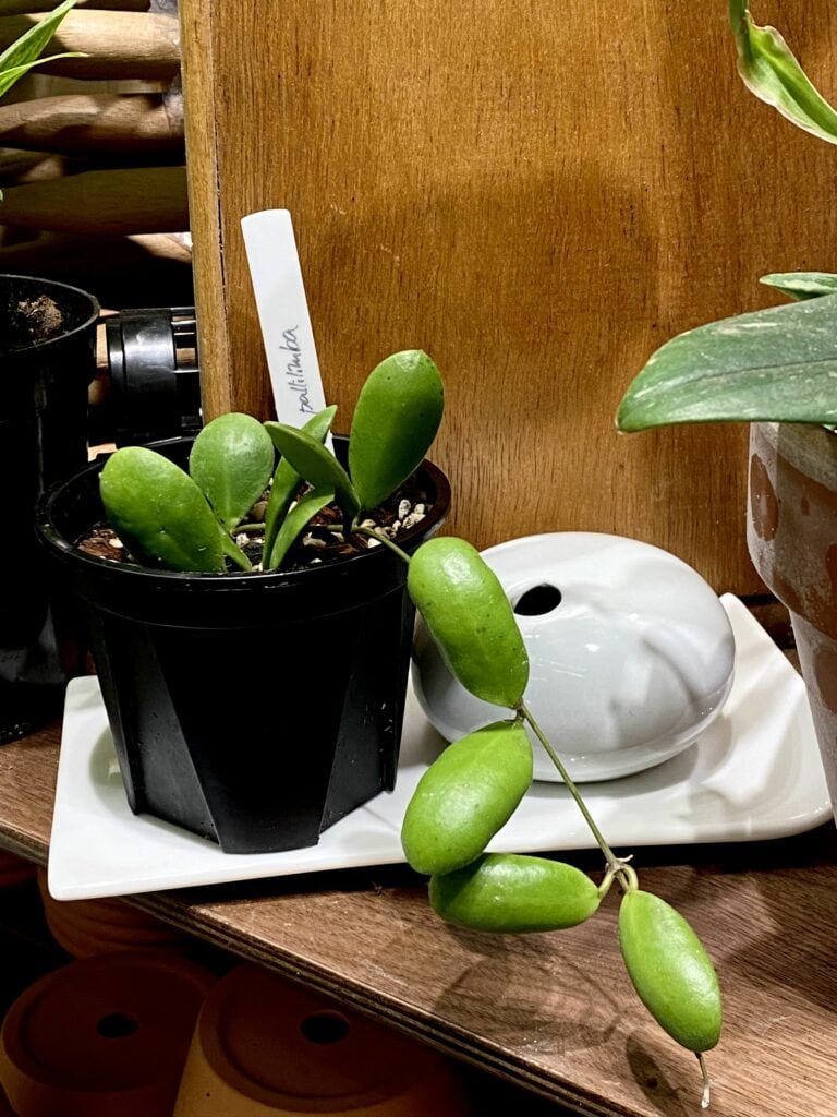 小豆瓣毬蘭
