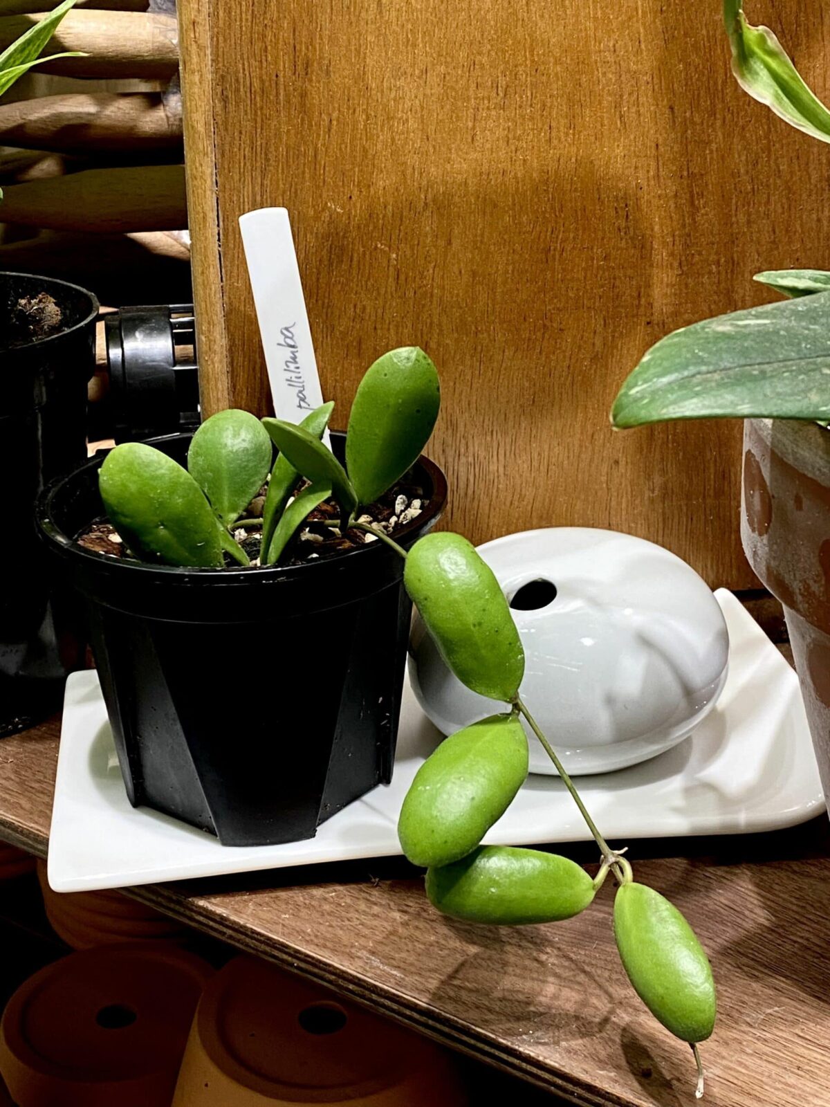 Hoya pallilimba 小豆瓣毬蘭