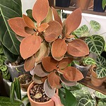 Ficus benjamina barok variegated 捲葉榕錦（Ficus benjamina barok variegated）— 植仔 Plantjai 香港觀葉植物