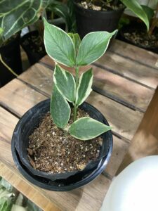 Hoya polyneura albomarginata 魚尾外錦毬蘭