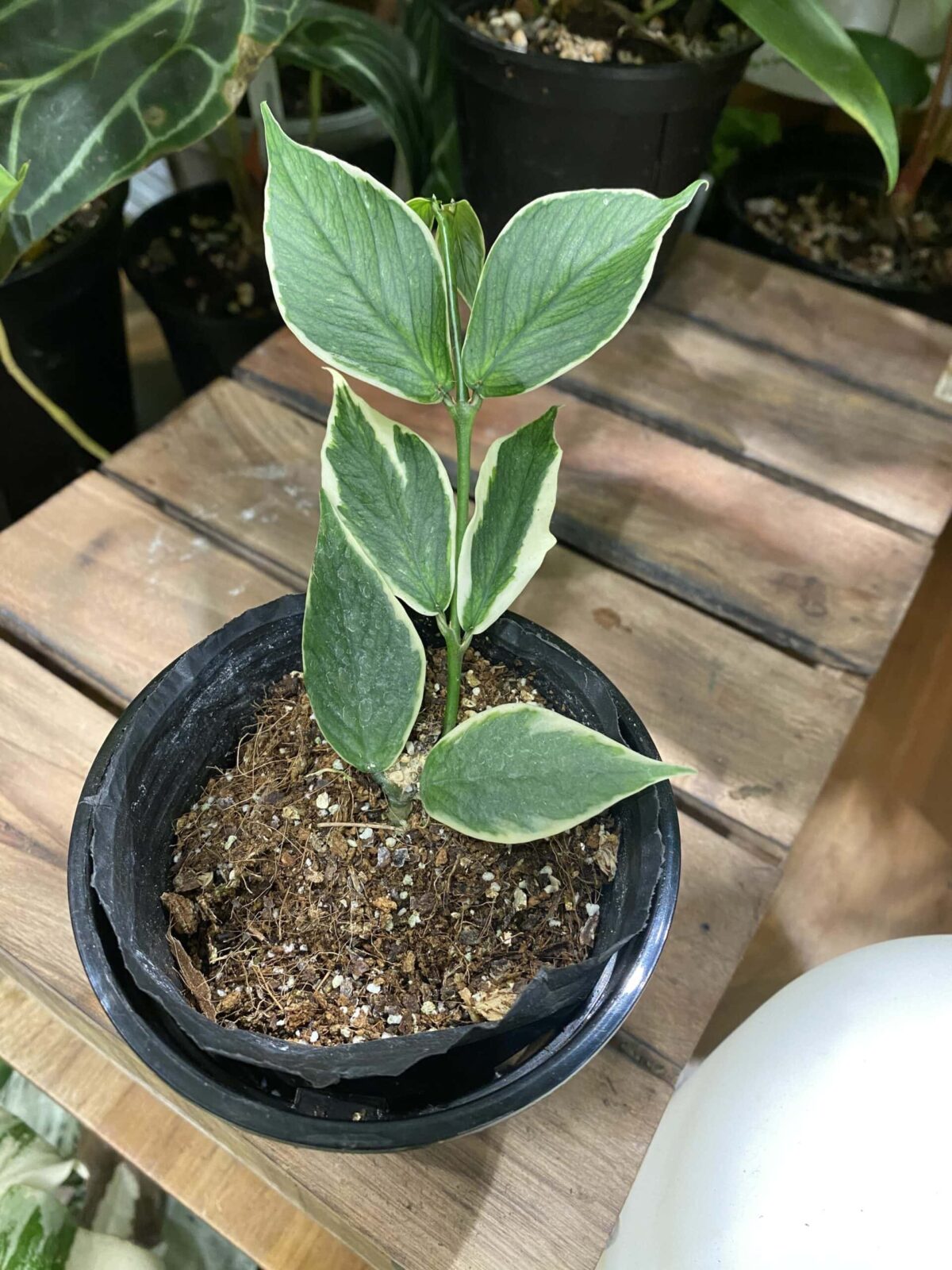 Hoya polyneura albomarginata 魚尾外錦毬蘭